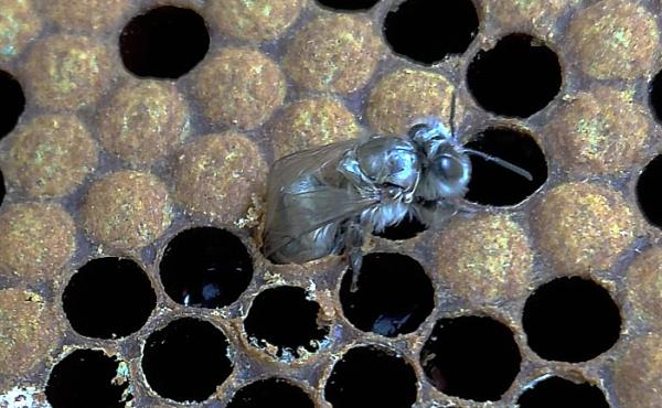 Naissance des abeilles ouvrières