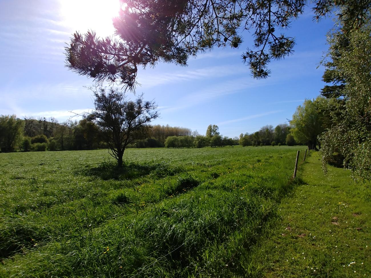 A coté du rucher