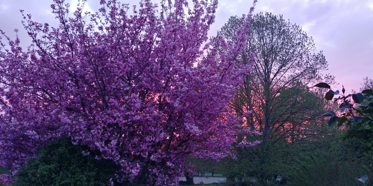 Prunus