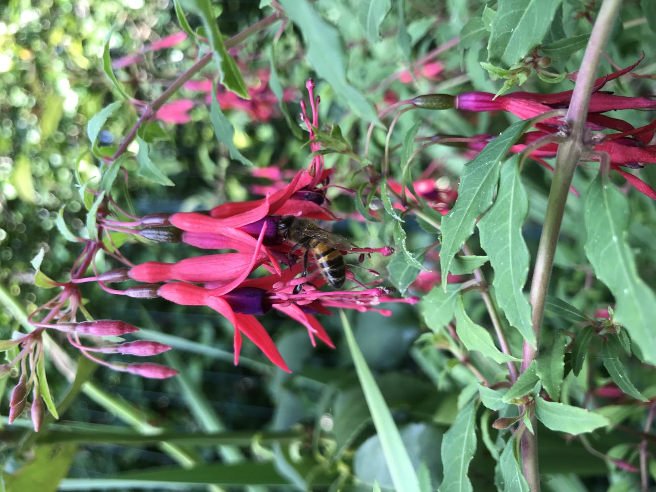 Abeille sur fuchsia