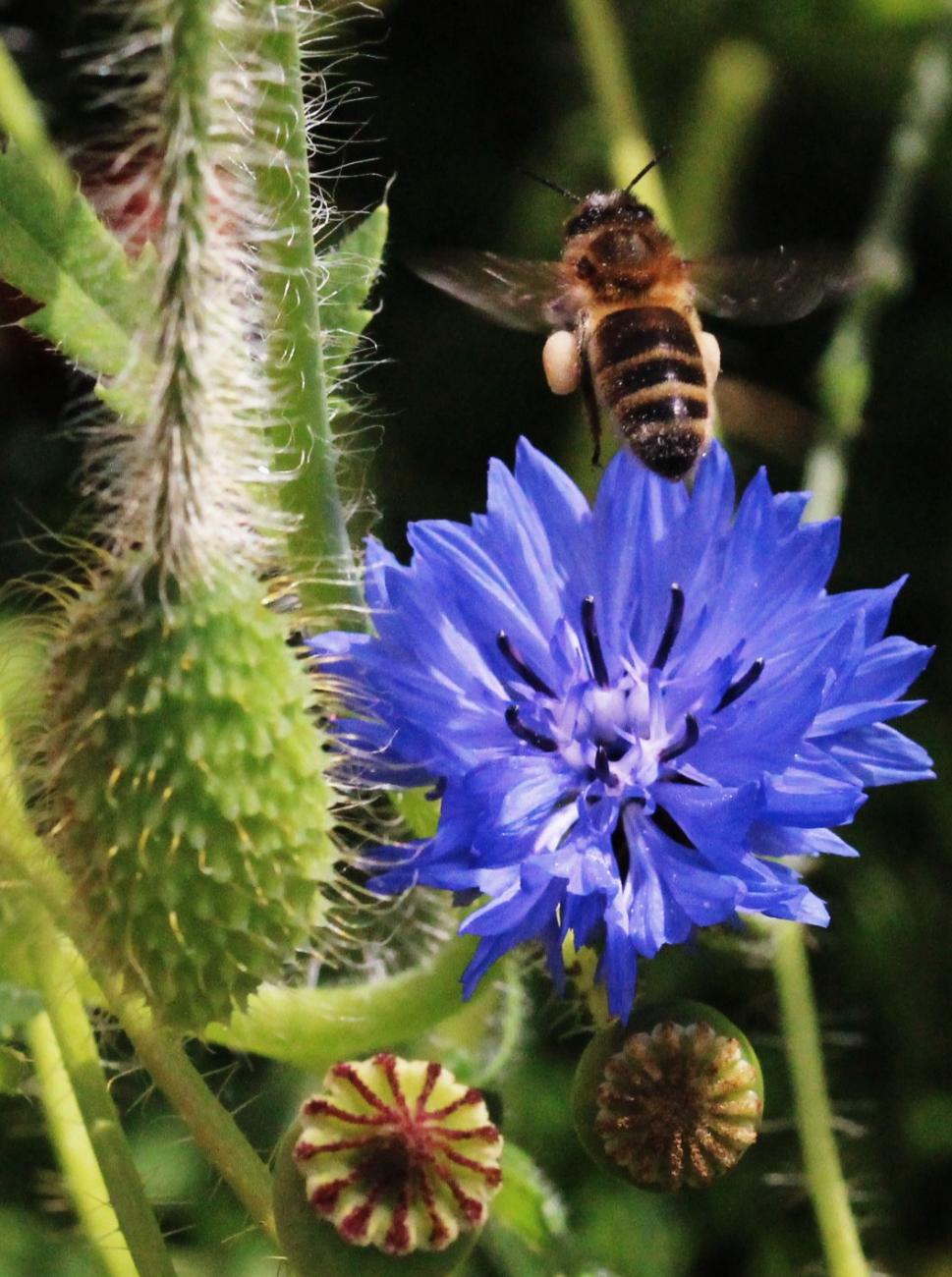 Abeille sur bleuet