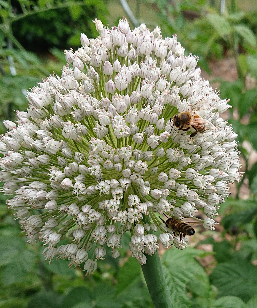 Abeille sur poireau