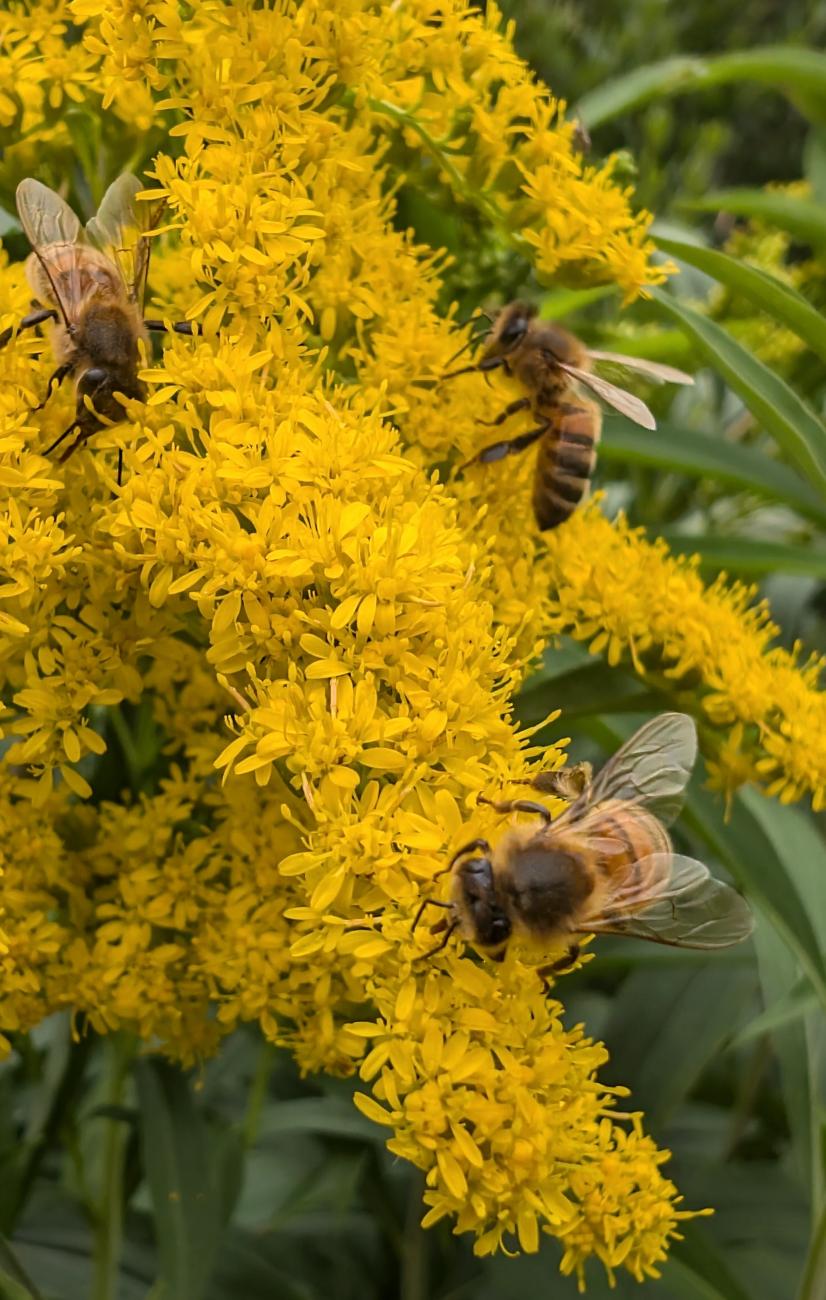 Abeilles sur asters