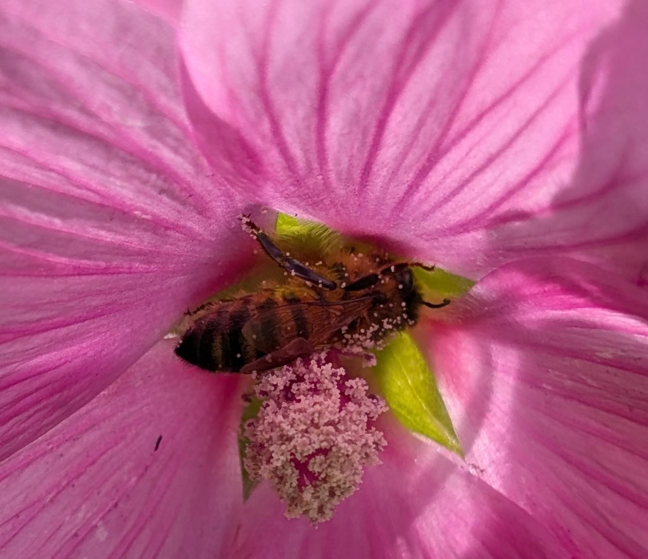 Chasse au pollen