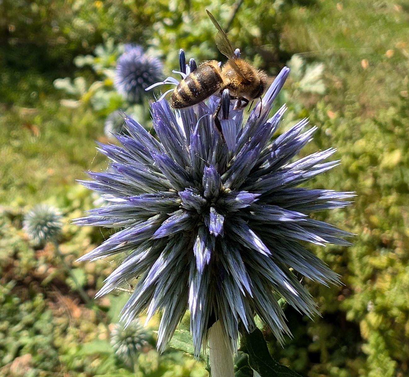 Abeille sur chardon